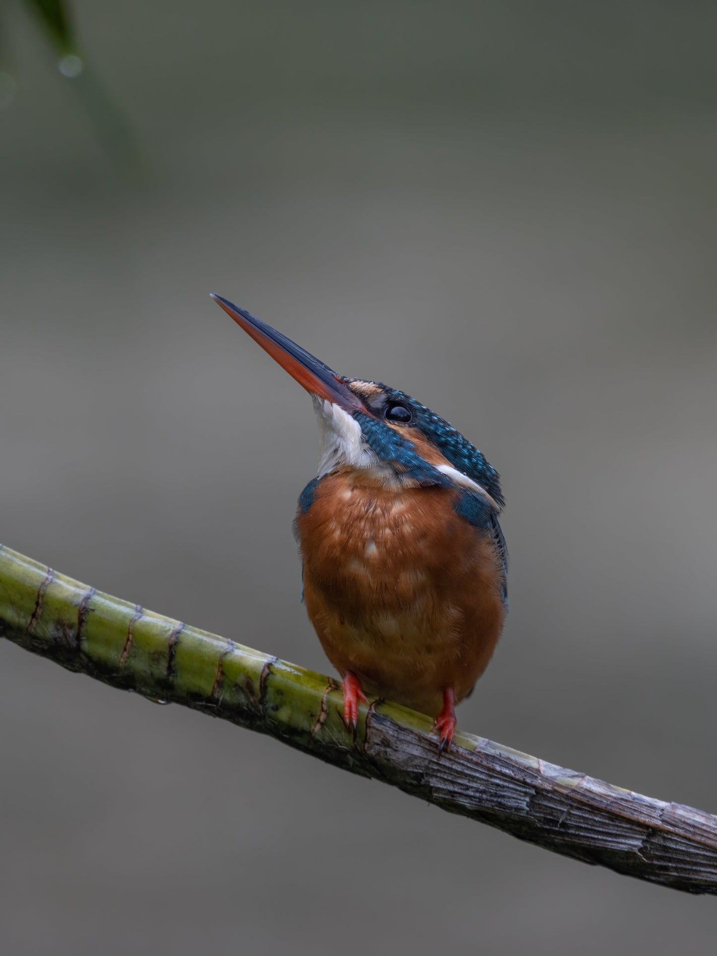 Stare - Kingfisher S