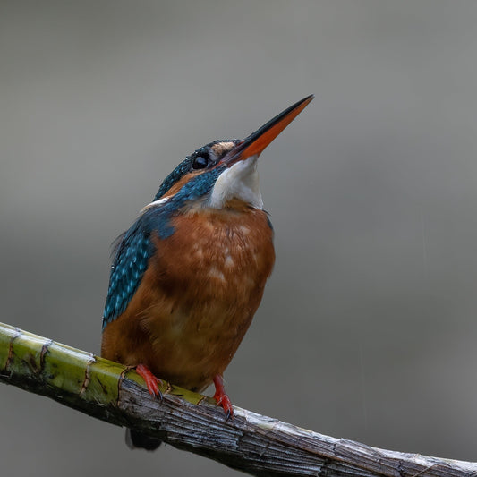 Stare-Kingfisher