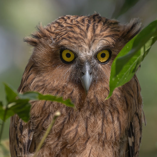 Stare - Owl